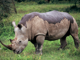 Kenya and Tanzania safari adventure